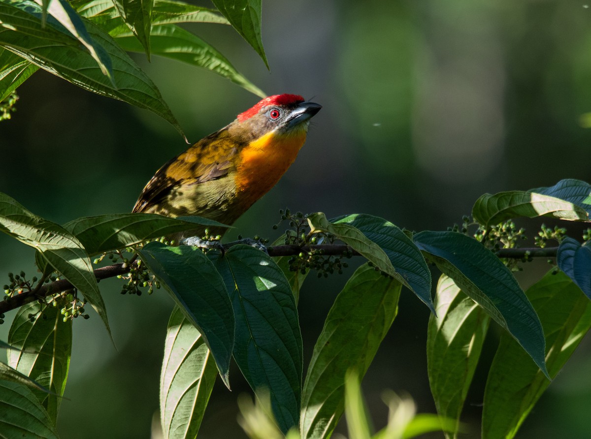 Scarlet-crowned Barbet - ML620426584