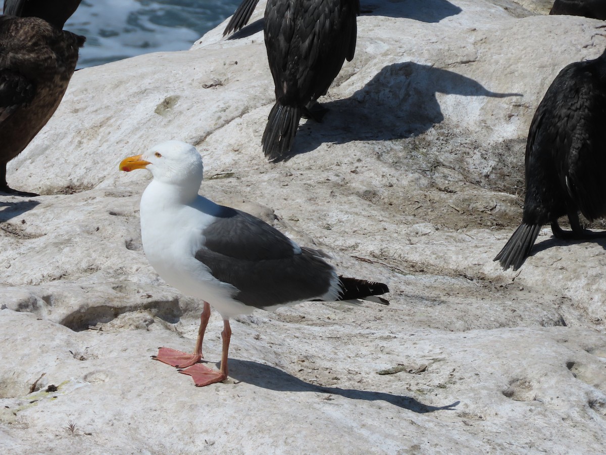 Goéland d'Audubon - ML620426587