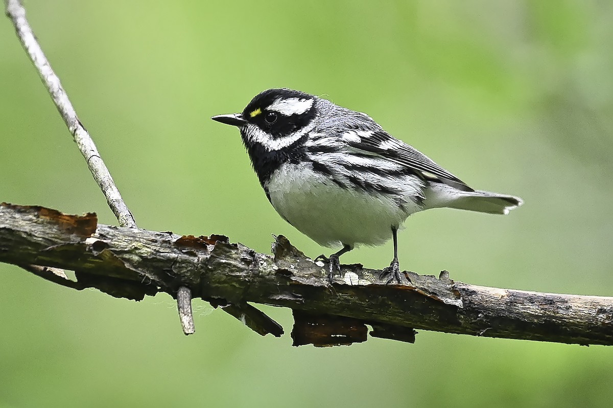 Black-throated Gray Warbler - ML620426599