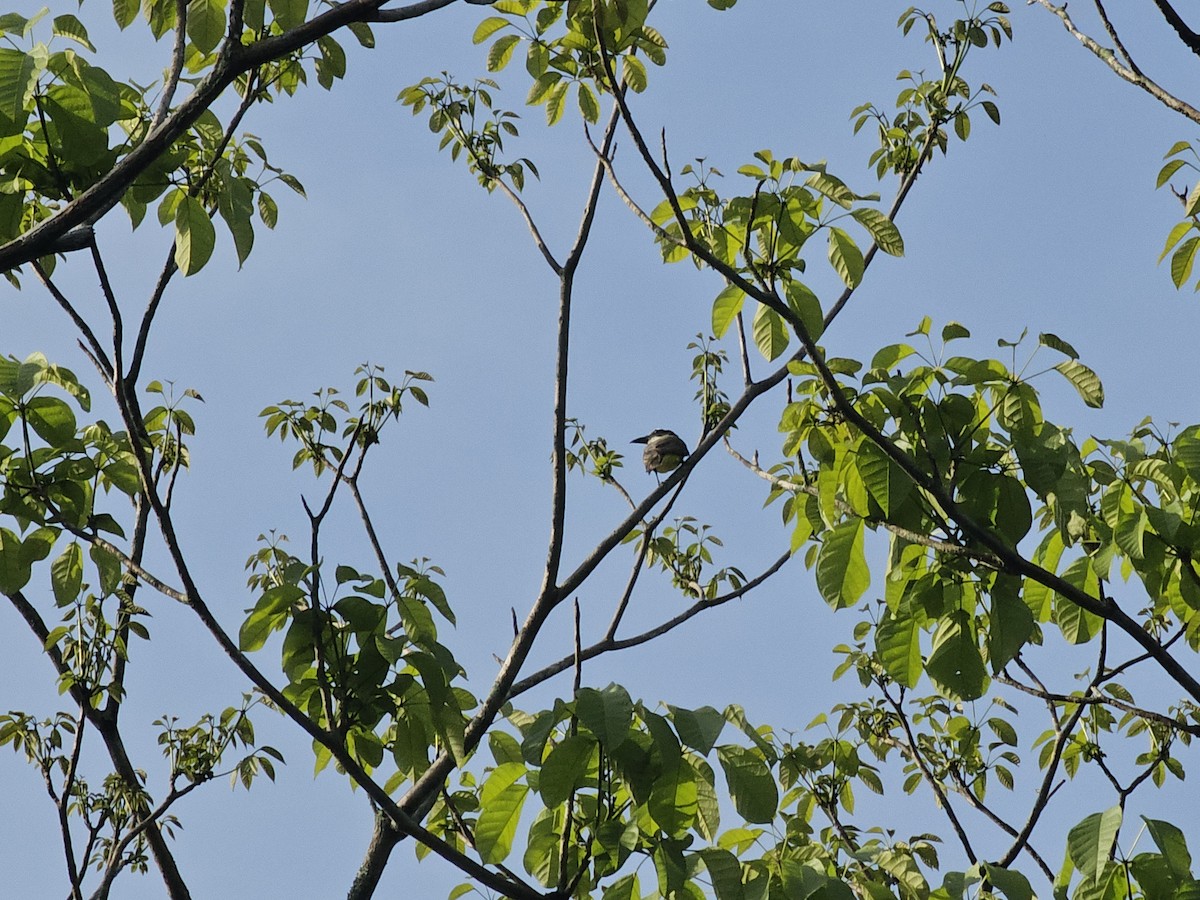 Boat-billed Flycatcher - ML620426606