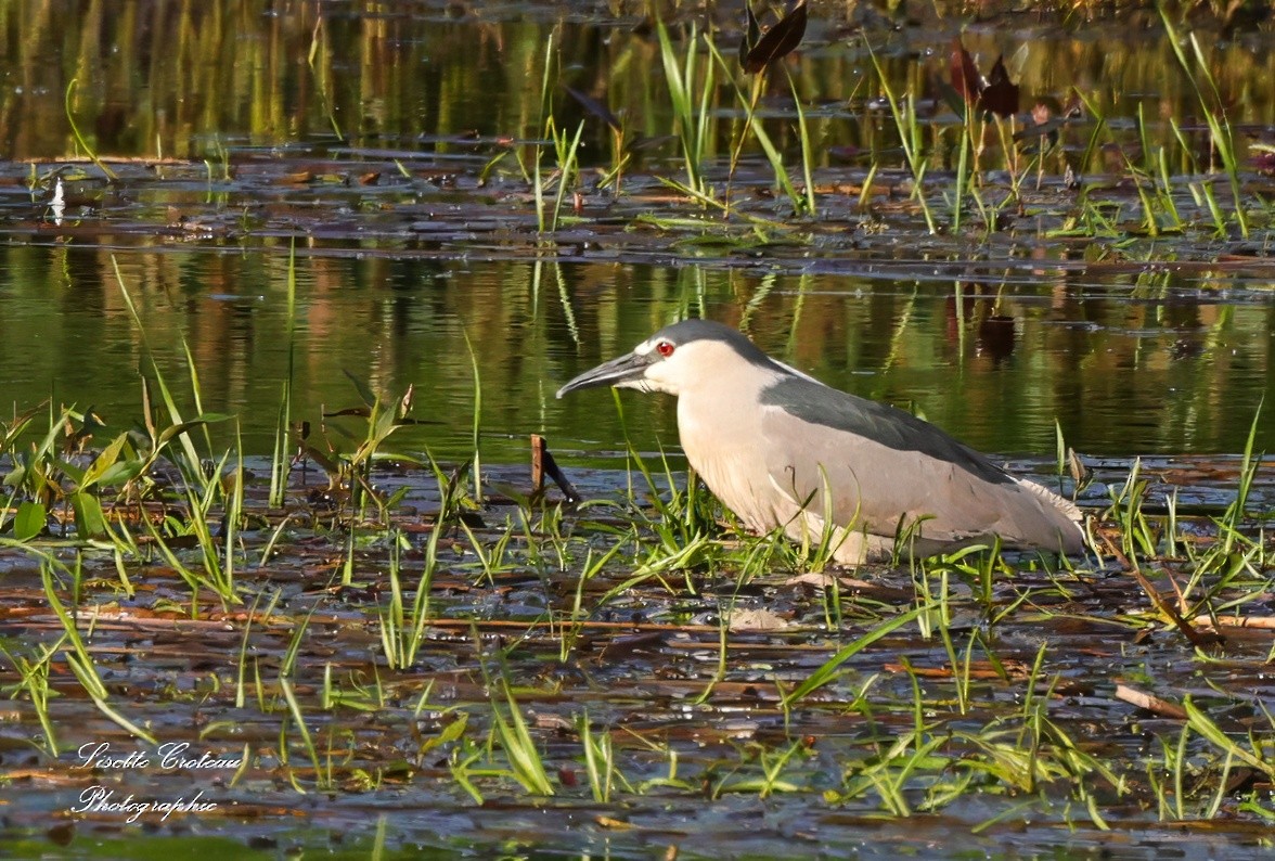 Black-crowned Night Heron - ML620426608