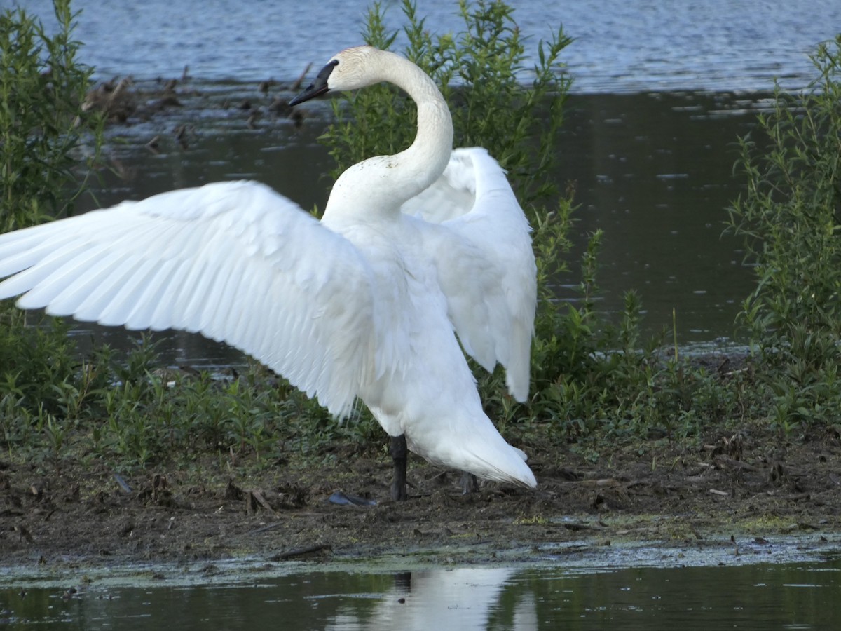 Cygne trompette - ML620426609