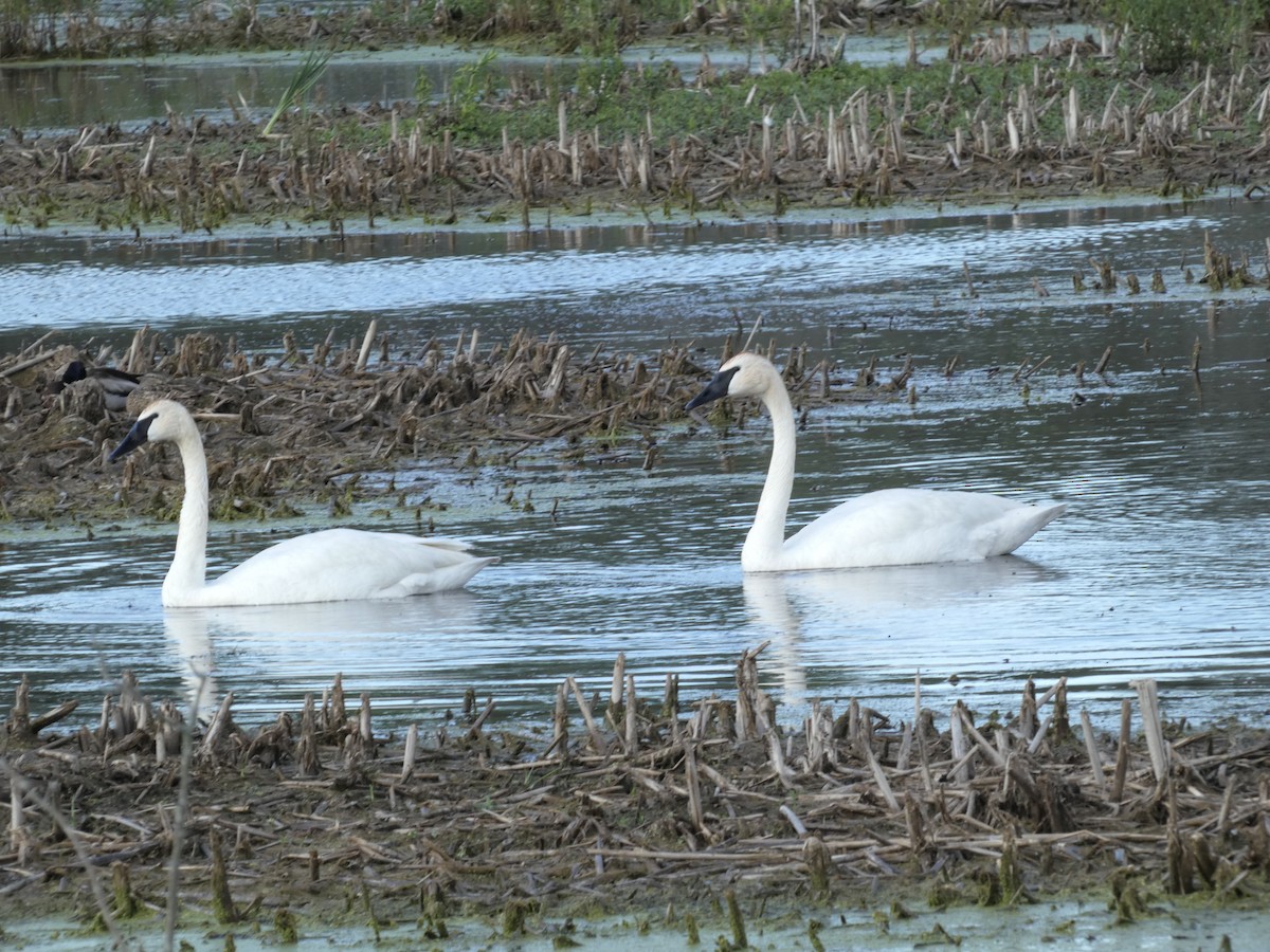 Trumpeter Swan - ML620426610