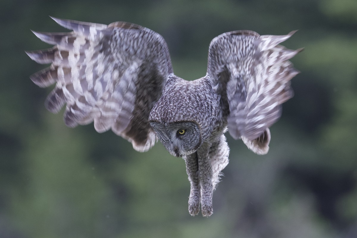 Great Gray Owl - ML620426611