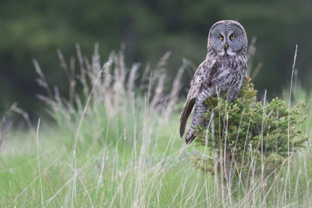 Great Gray Owl - ML620426613