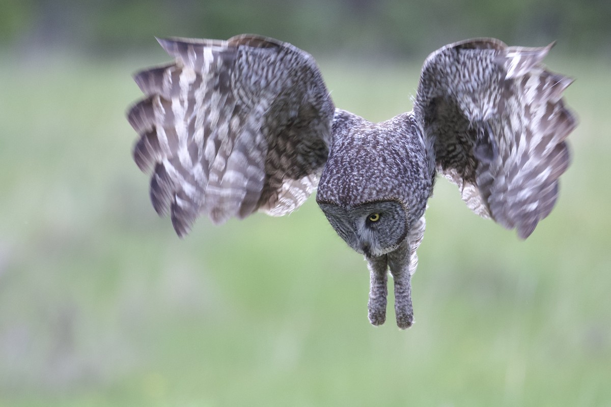 Great Gray Owl - ML620426614