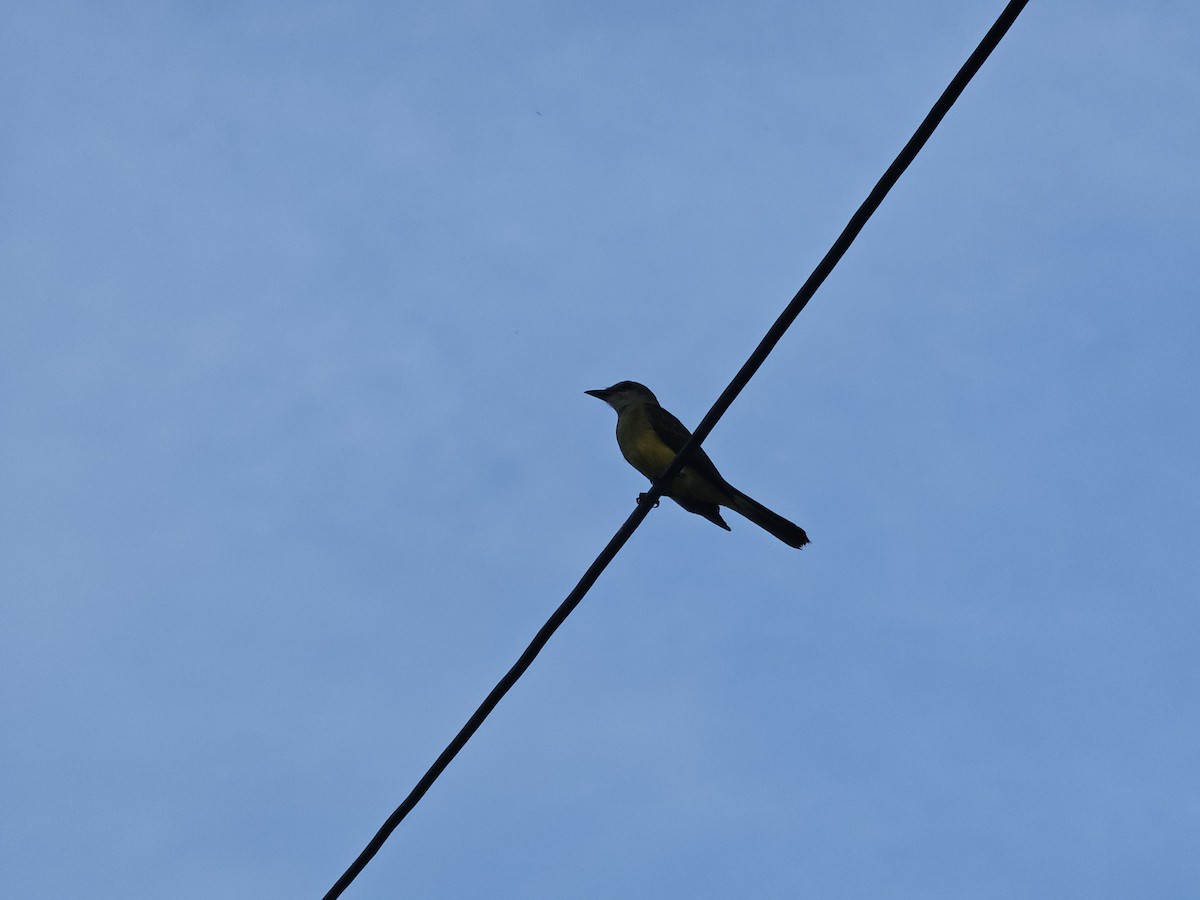 Tropical Kingbird - ML620426617