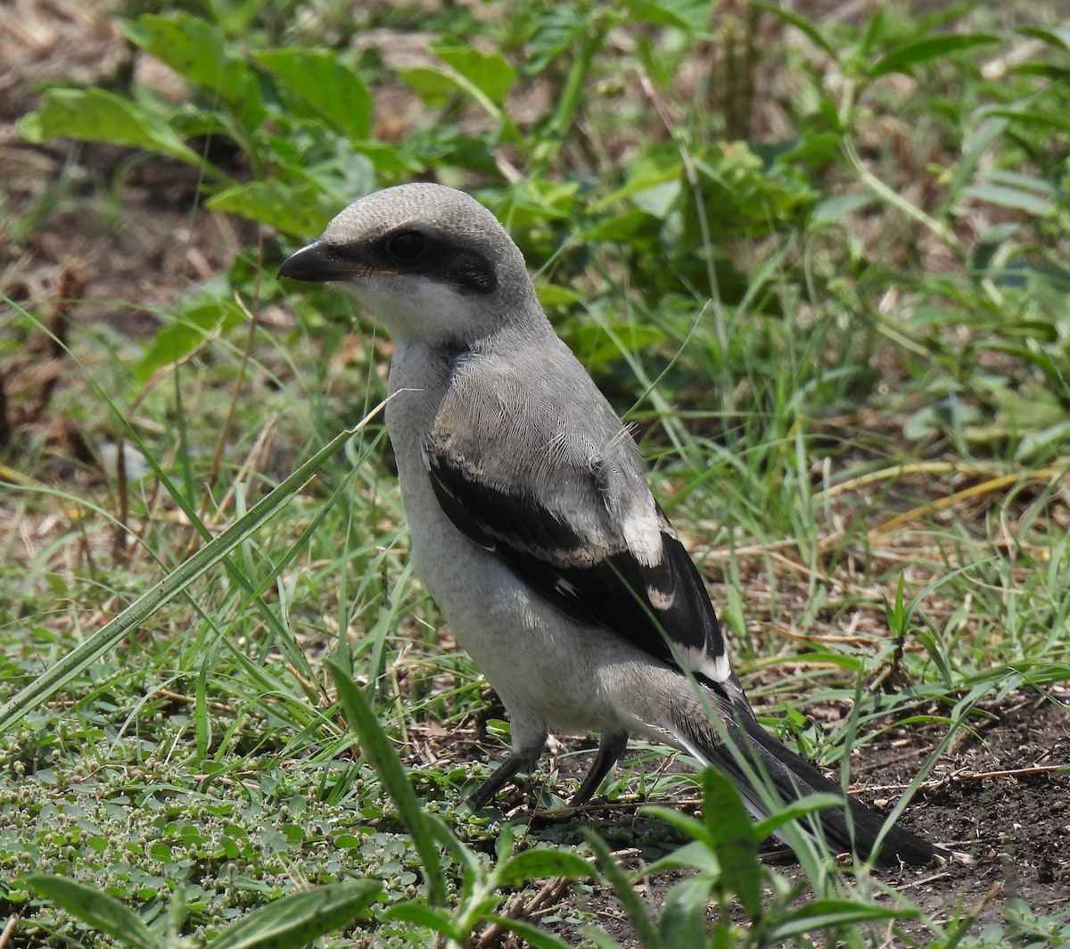 Pie-grièche migratrice - ML620426618