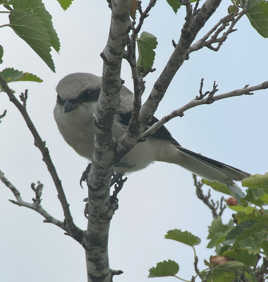 Loggerhead Shrike - ML620426620