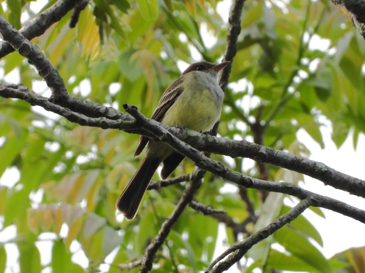 Swainson's Flycatcher - ML620426622