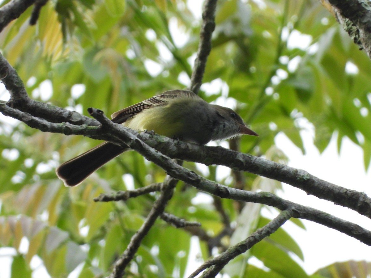 Swainson's Flycatcher - ML620426623