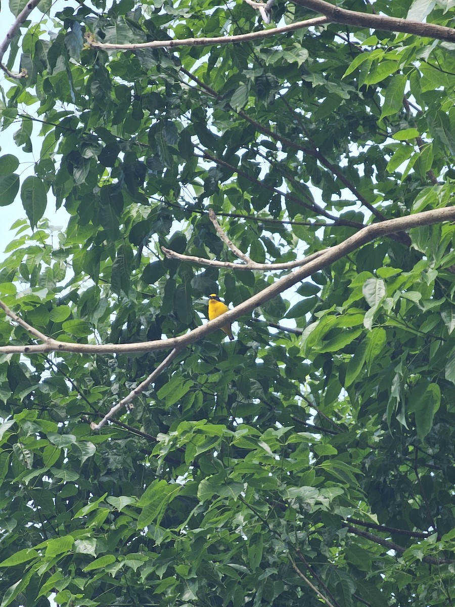 Yellow-crowned Euphonia - ML620426625