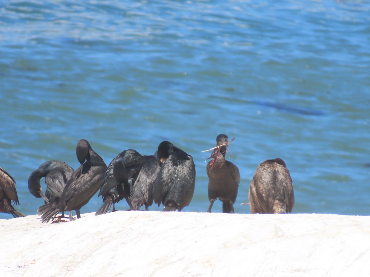 Brandt's Cormorant - ML620426628