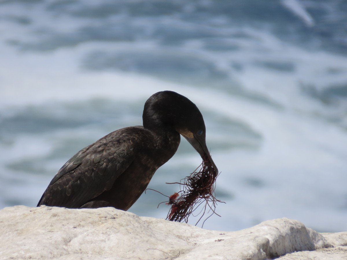 Brandt's Cormorant - ML620426629