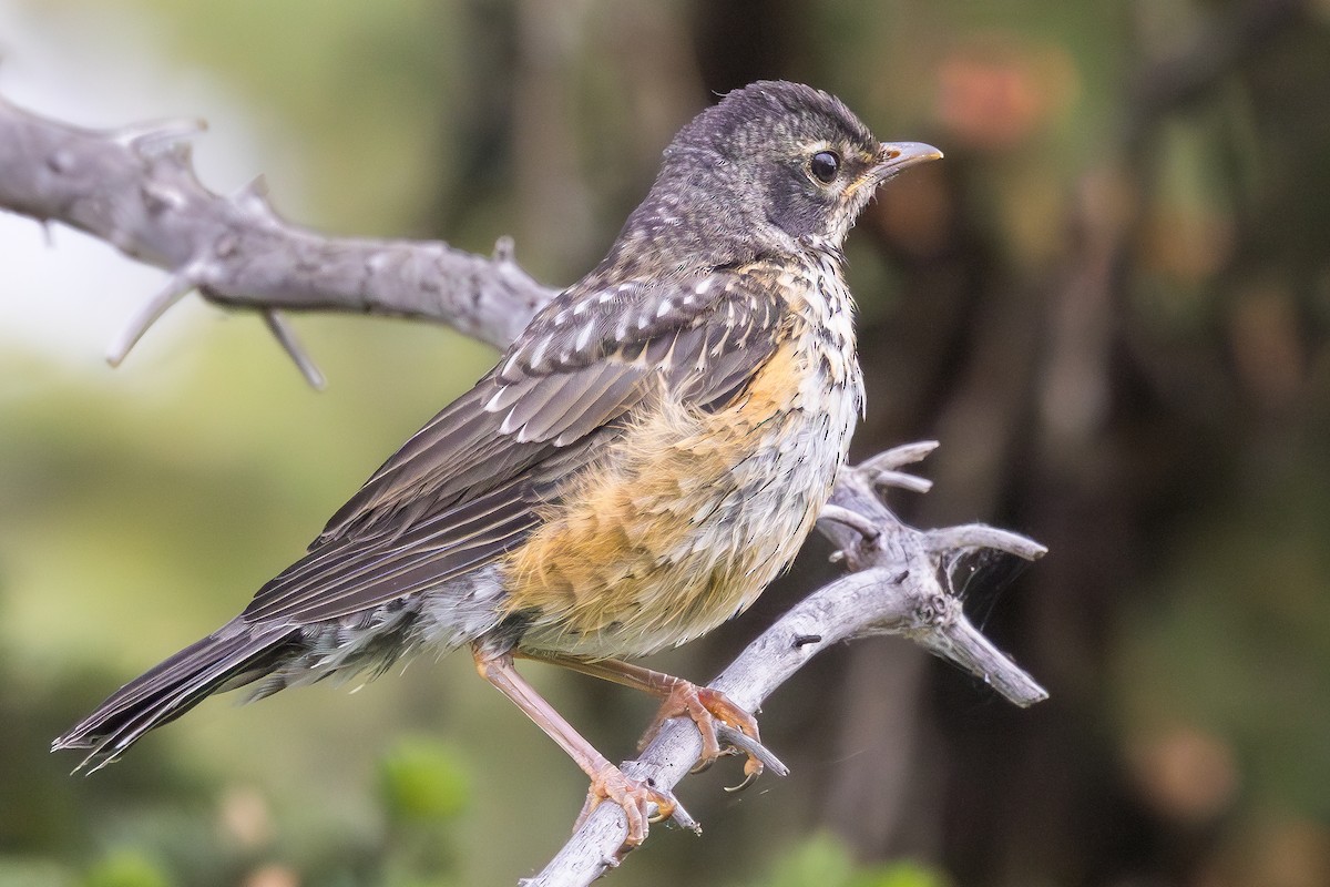 American Robin - ML620426636