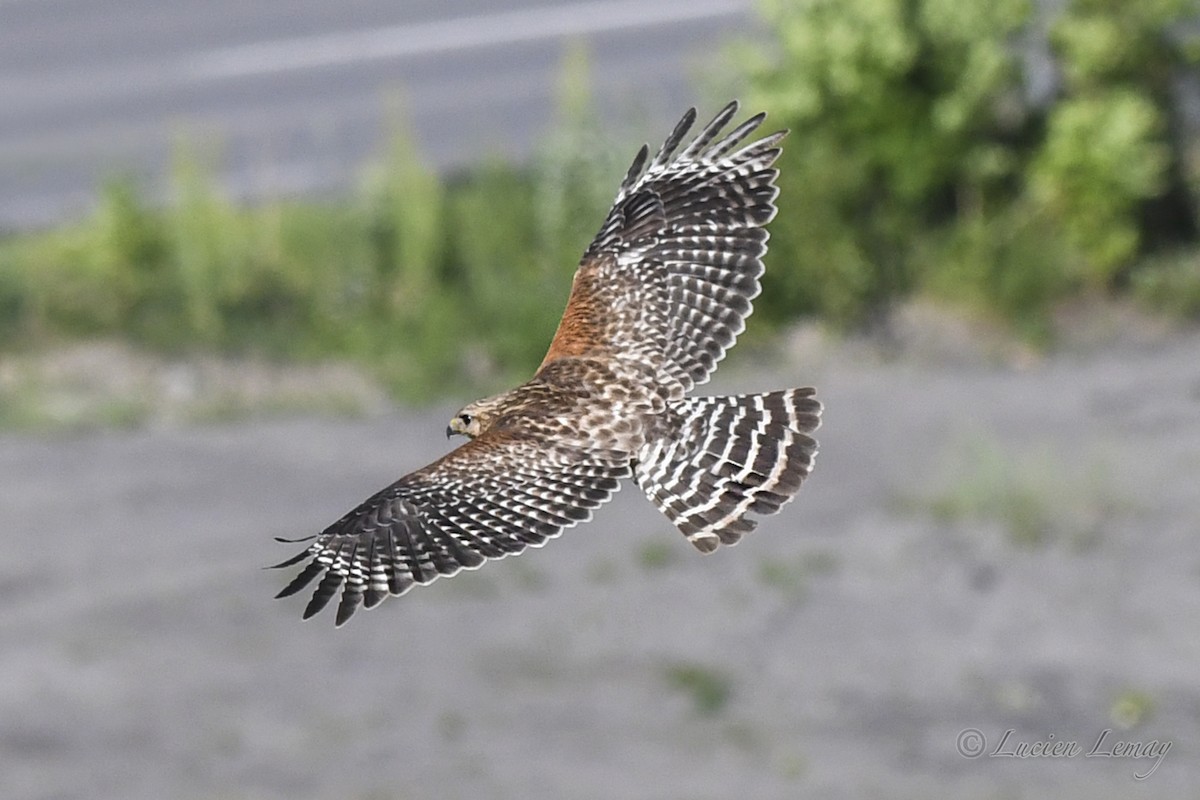 Red-shouldered Hawk - ML620426638