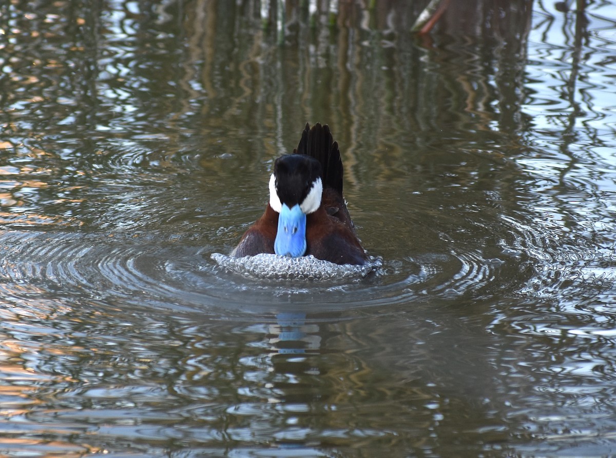 Ruddy Duck - ML620426642