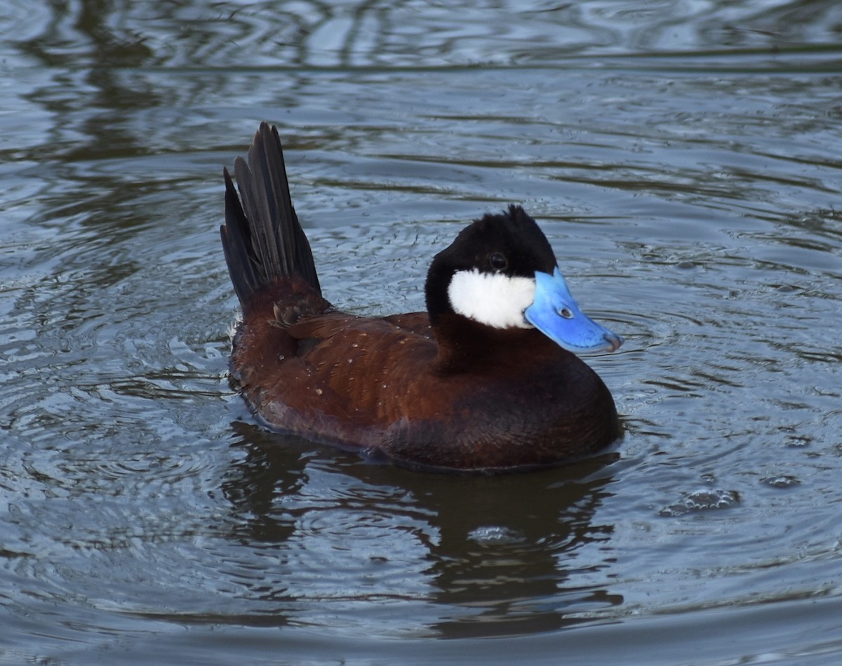 Ruddy Duck - ML620426646