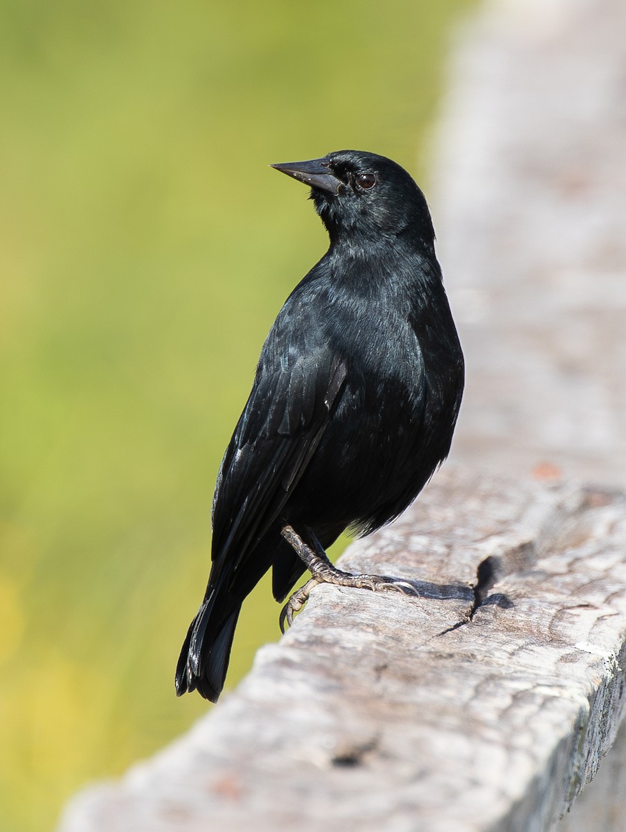 Unicolored Blackbird (Yellow-breasted) - ML620426648