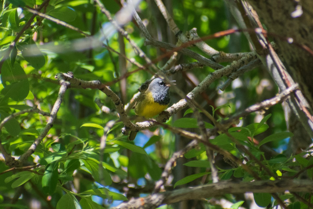 MacGillivray's Warbler - ML620426653