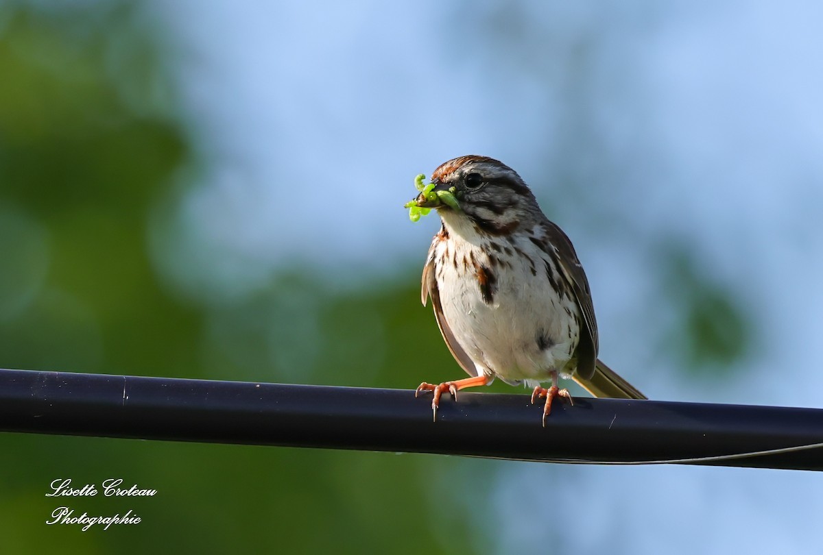 Song Sparrow - ML620426674