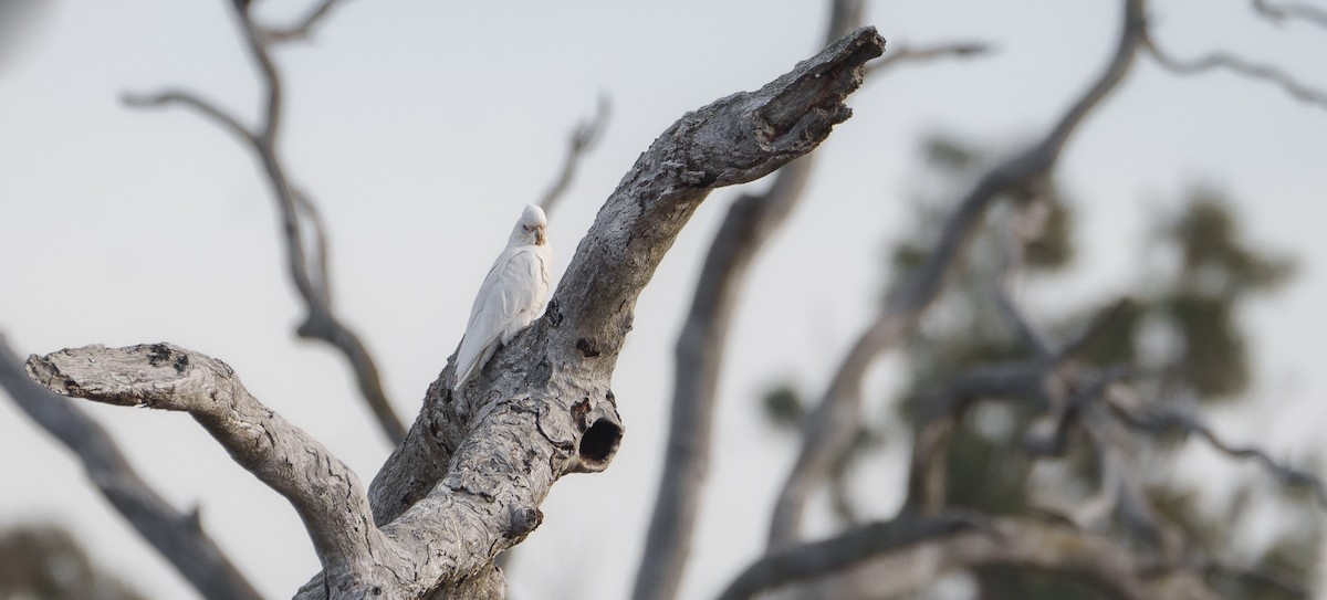 Cacatoès corella - ML620426675