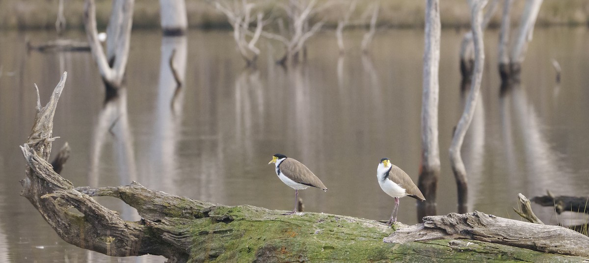 Masked Lapwing - Ben Milbourne