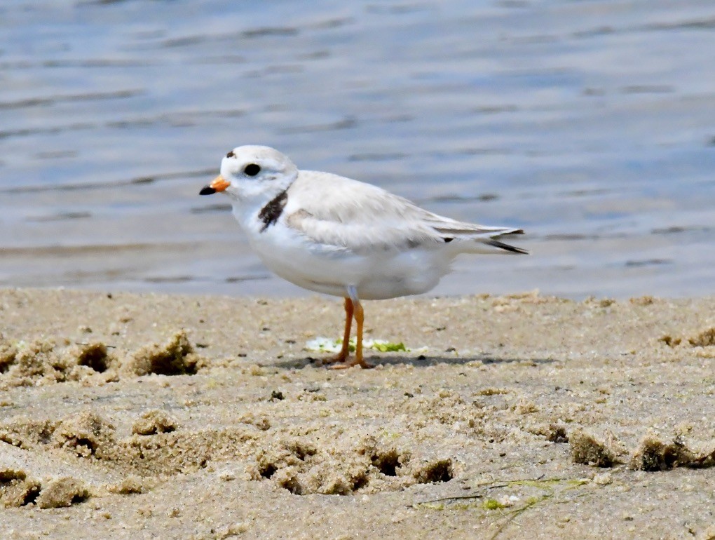 Piping Plover - ML620426683