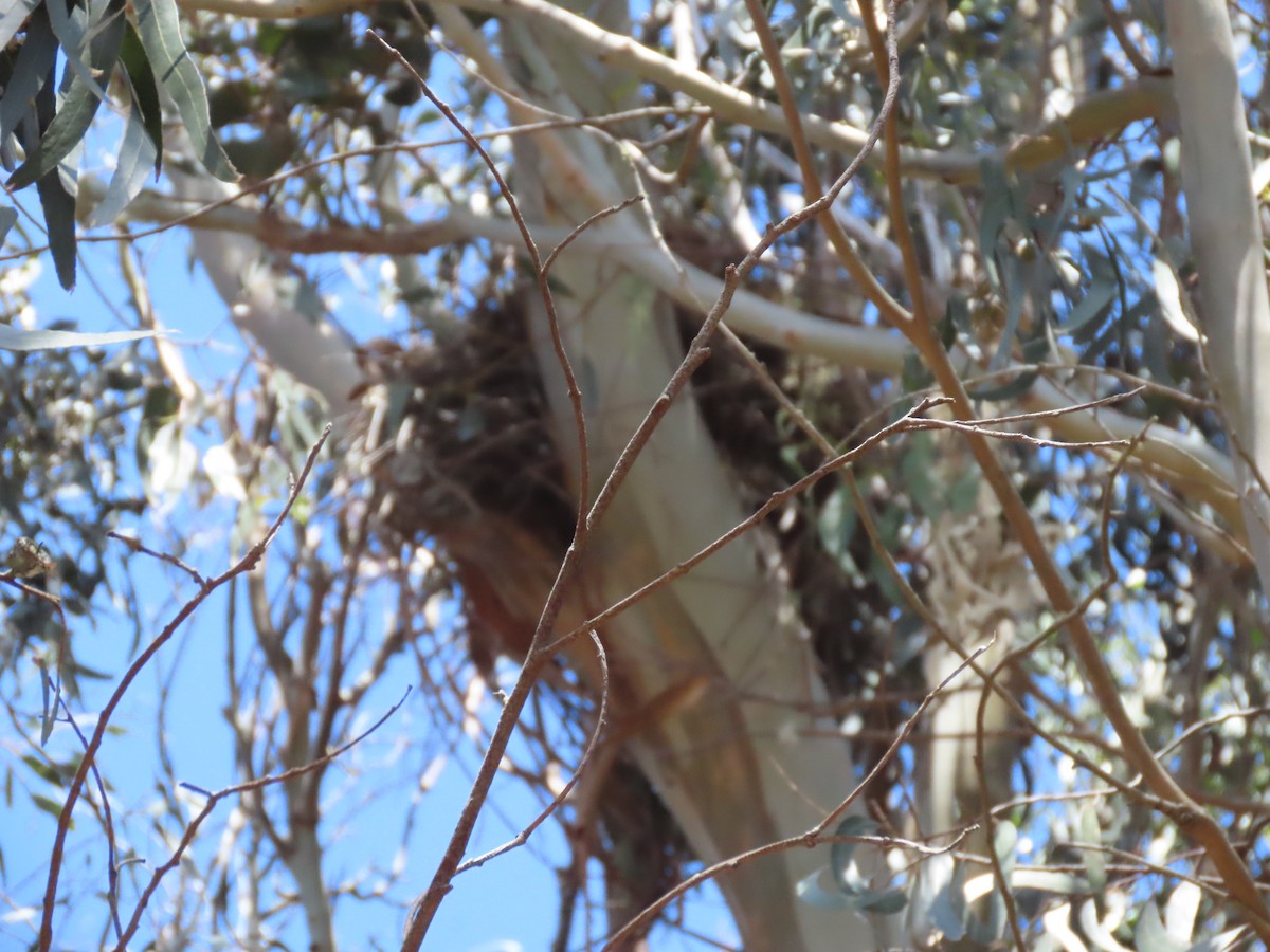 Red-shouldered Hawk - ML620426685