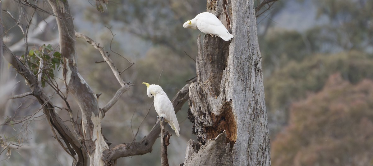 Sulphur-crested Cockatoo - ML620426687