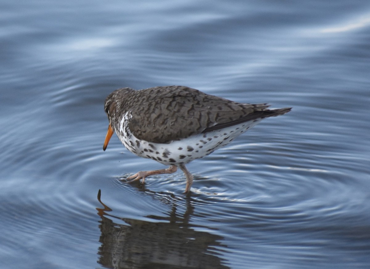 Spotted Sandpiper - ML620426688