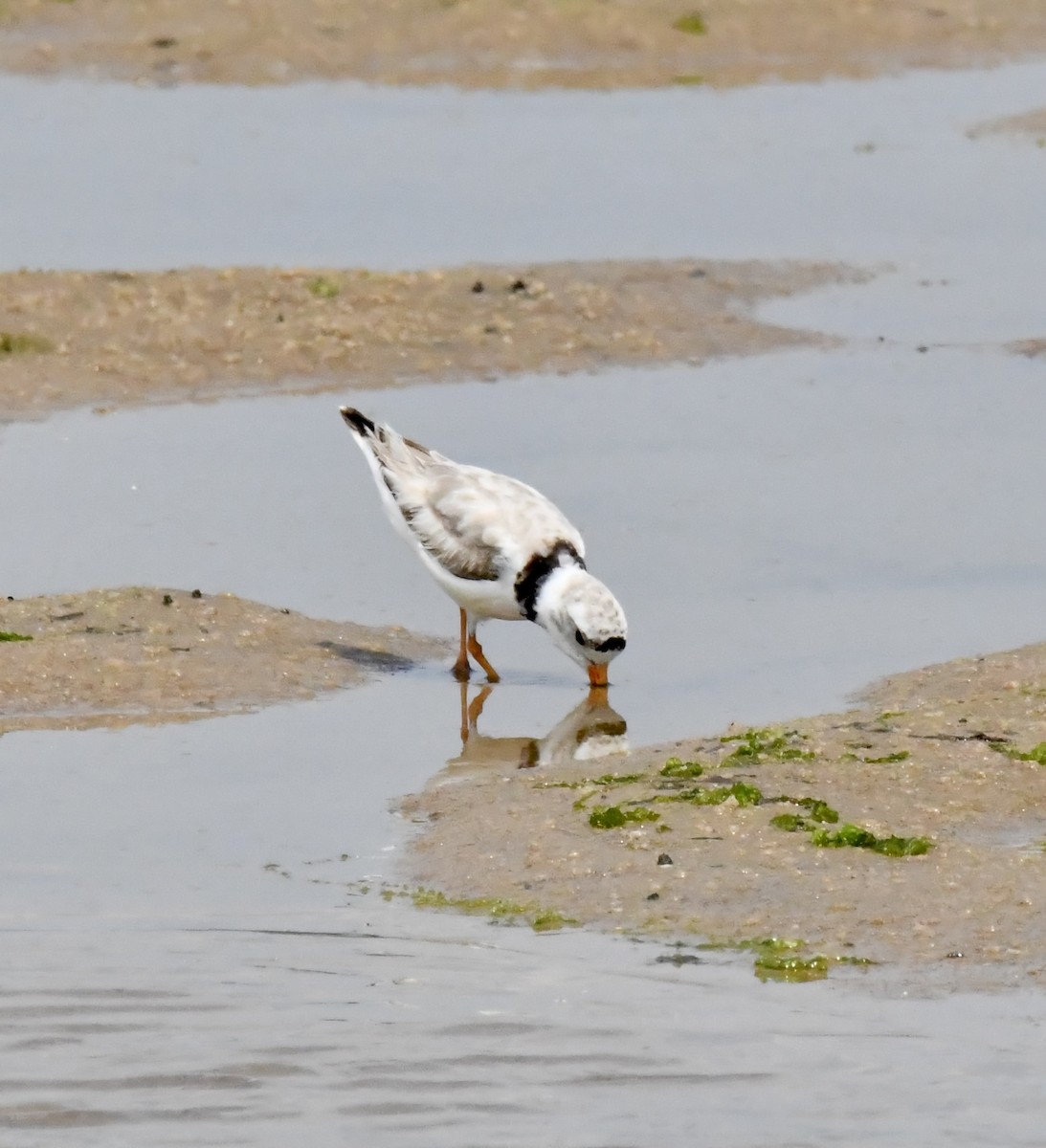 Piping Plover - ML620426695