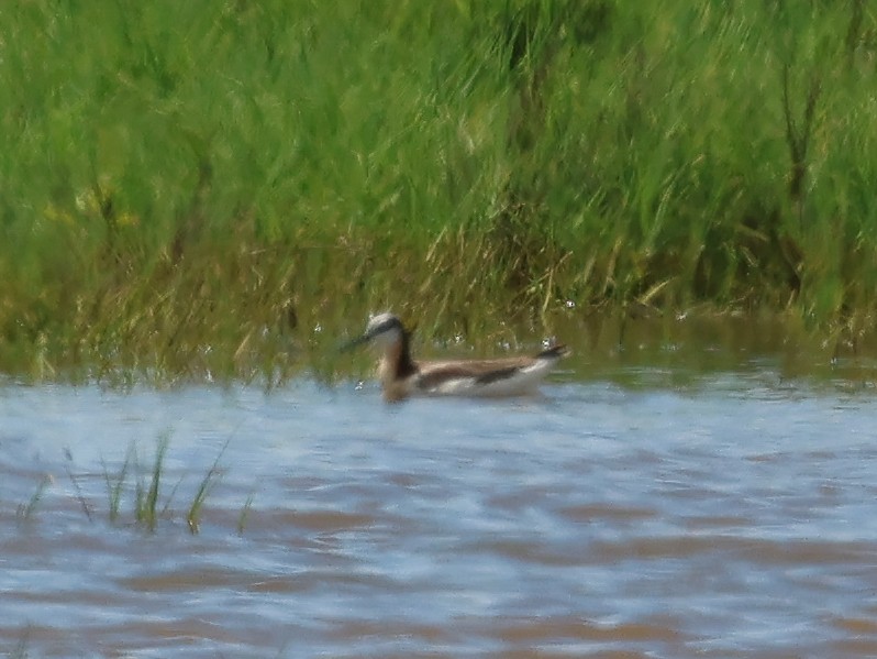 Wilson's Phalarope - Ian Burgess