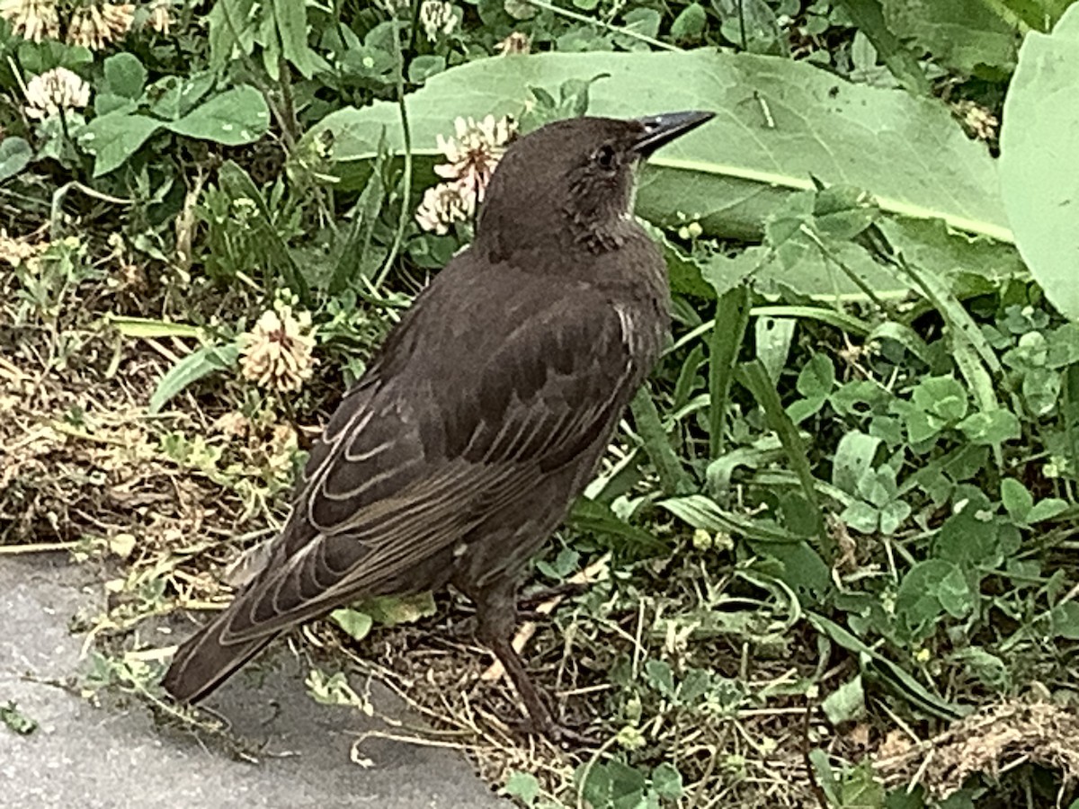 European Starling - ML620426703