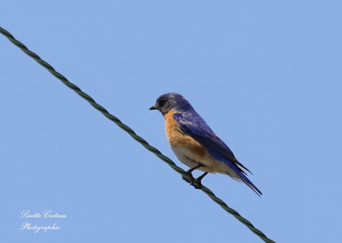 Eastern Bluebird - ML620426704