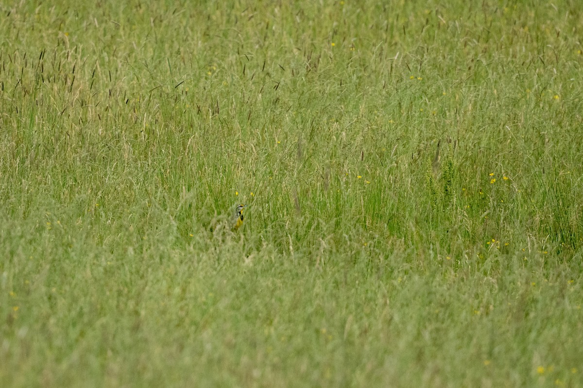 Eastern Meadowlark - ML620426705