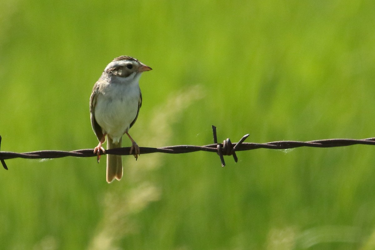 Clay-colored Sparrow - ML620426707