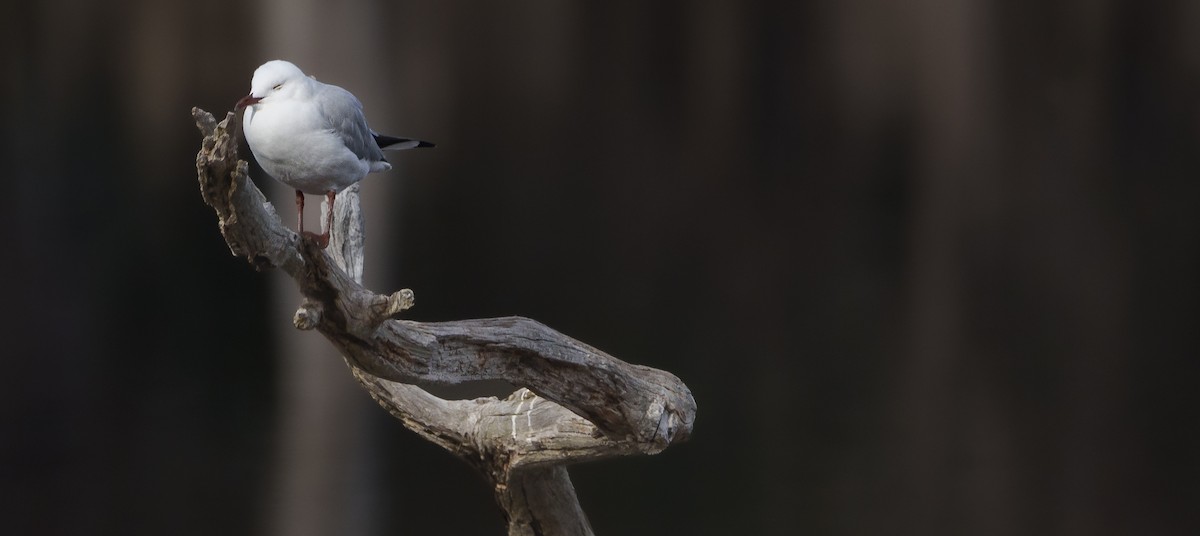 Mouette argentée - ML620426709