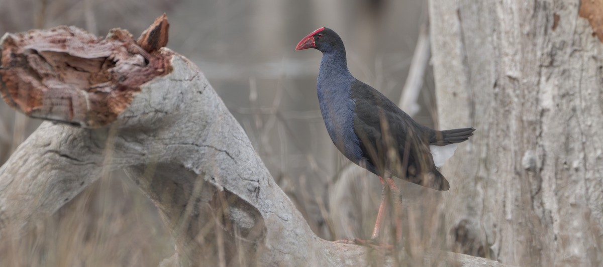 Australasian Swamphen - ML620426713