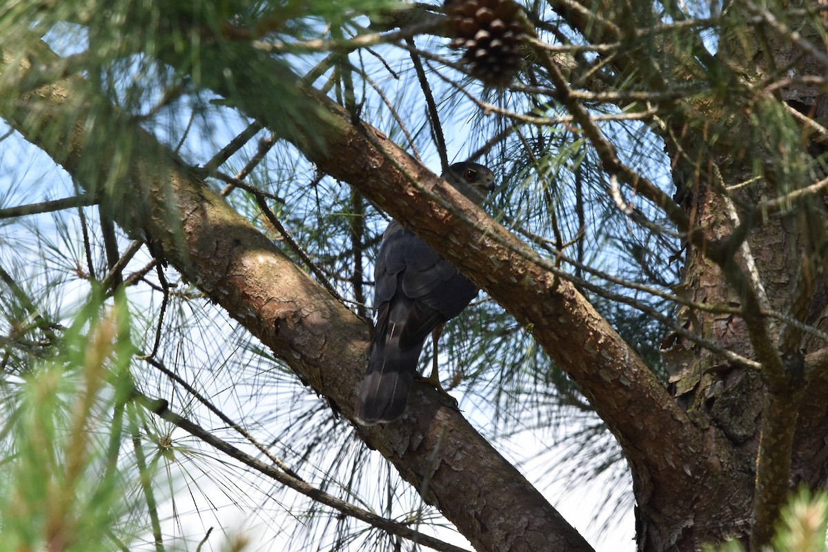 Cooper's Hawk - ML620426714