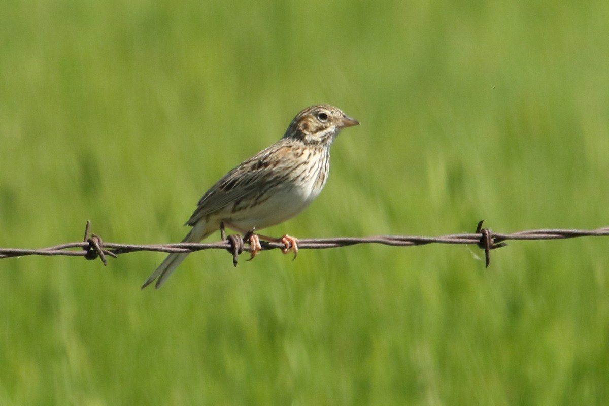 Vesper Sparrow - ML620426717