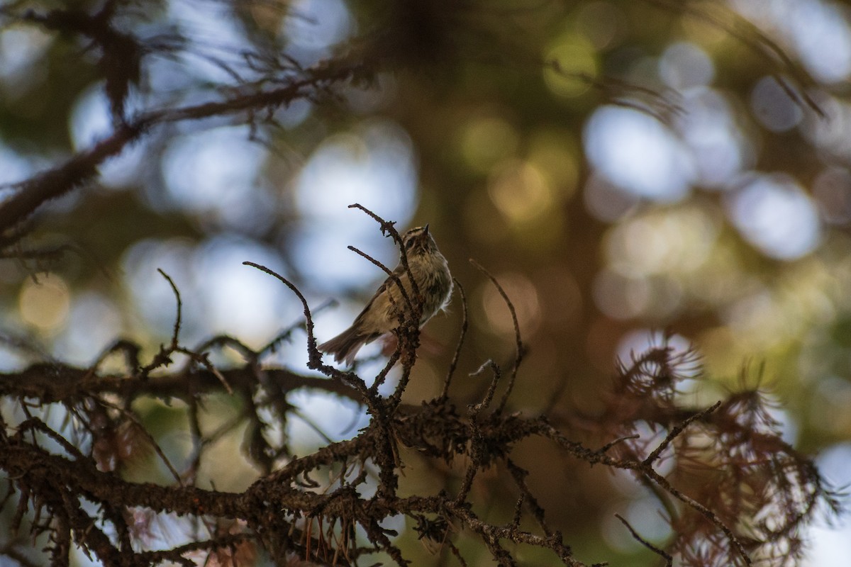 Golden-crowned Kinglet - ML620426721