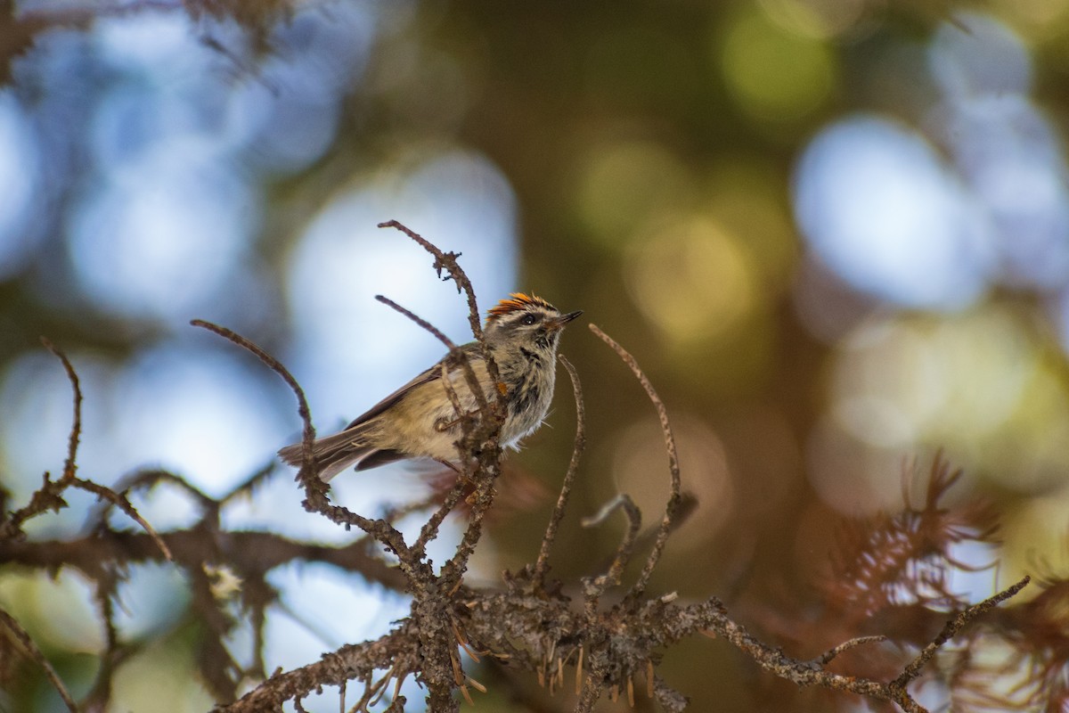 Golden-crowned Kinglet - ML620426722