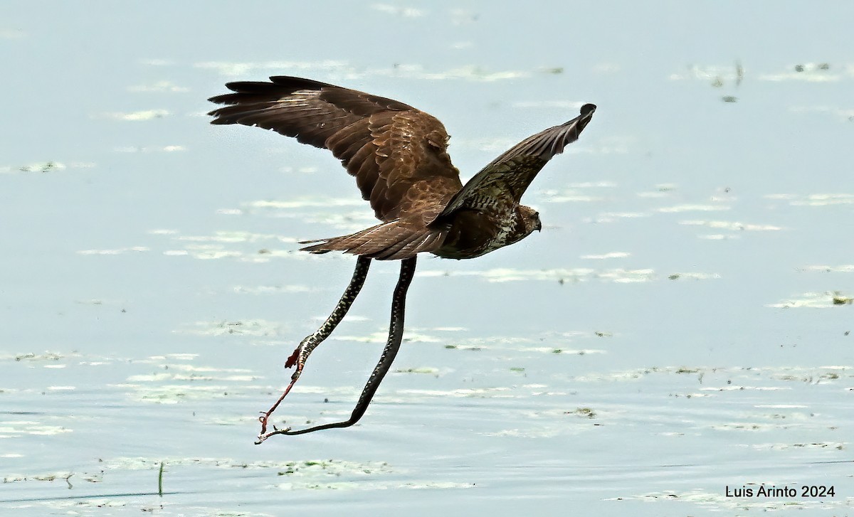 Mäusebussard - ML620426726