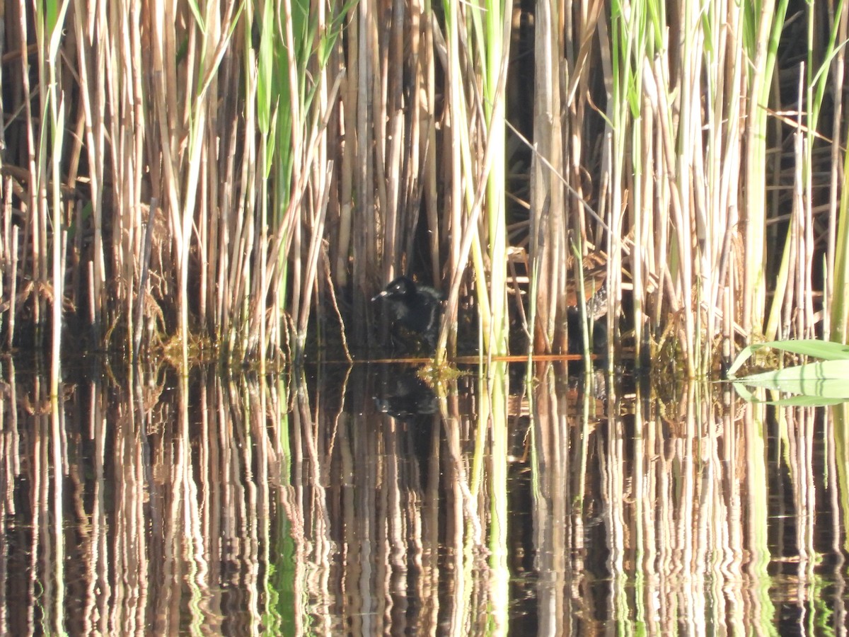 Virginia Rail - ML620426727