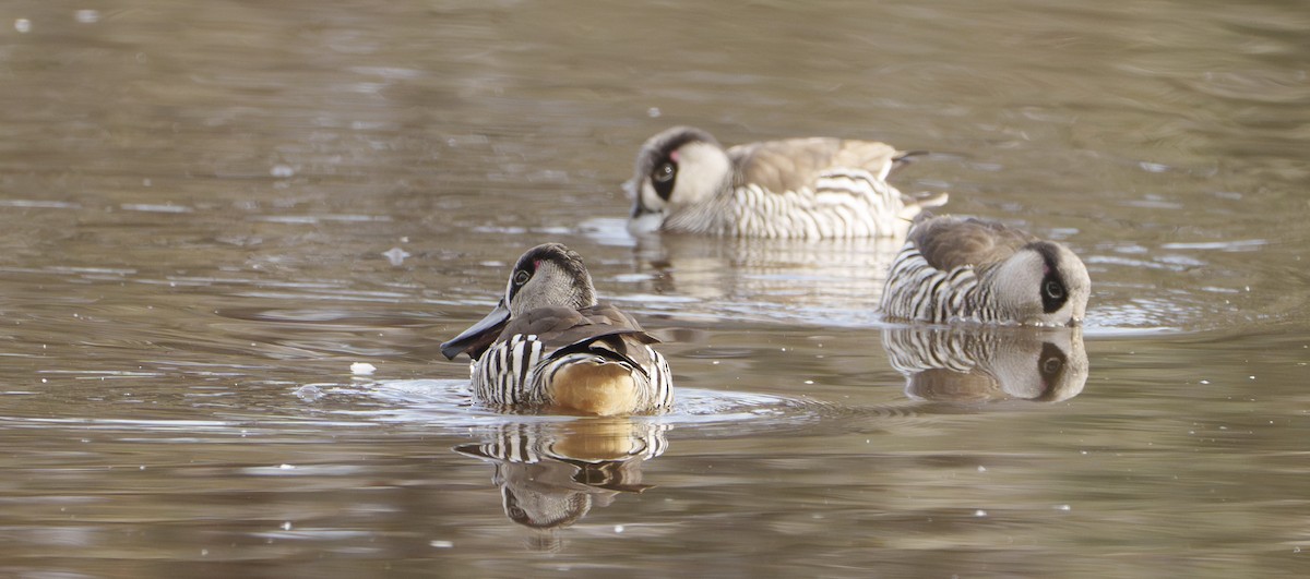 Pink-eared Duck - ML620426734