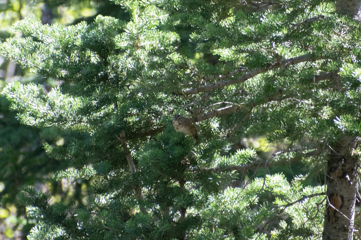 Lincoln's Sparrow - ML620426735