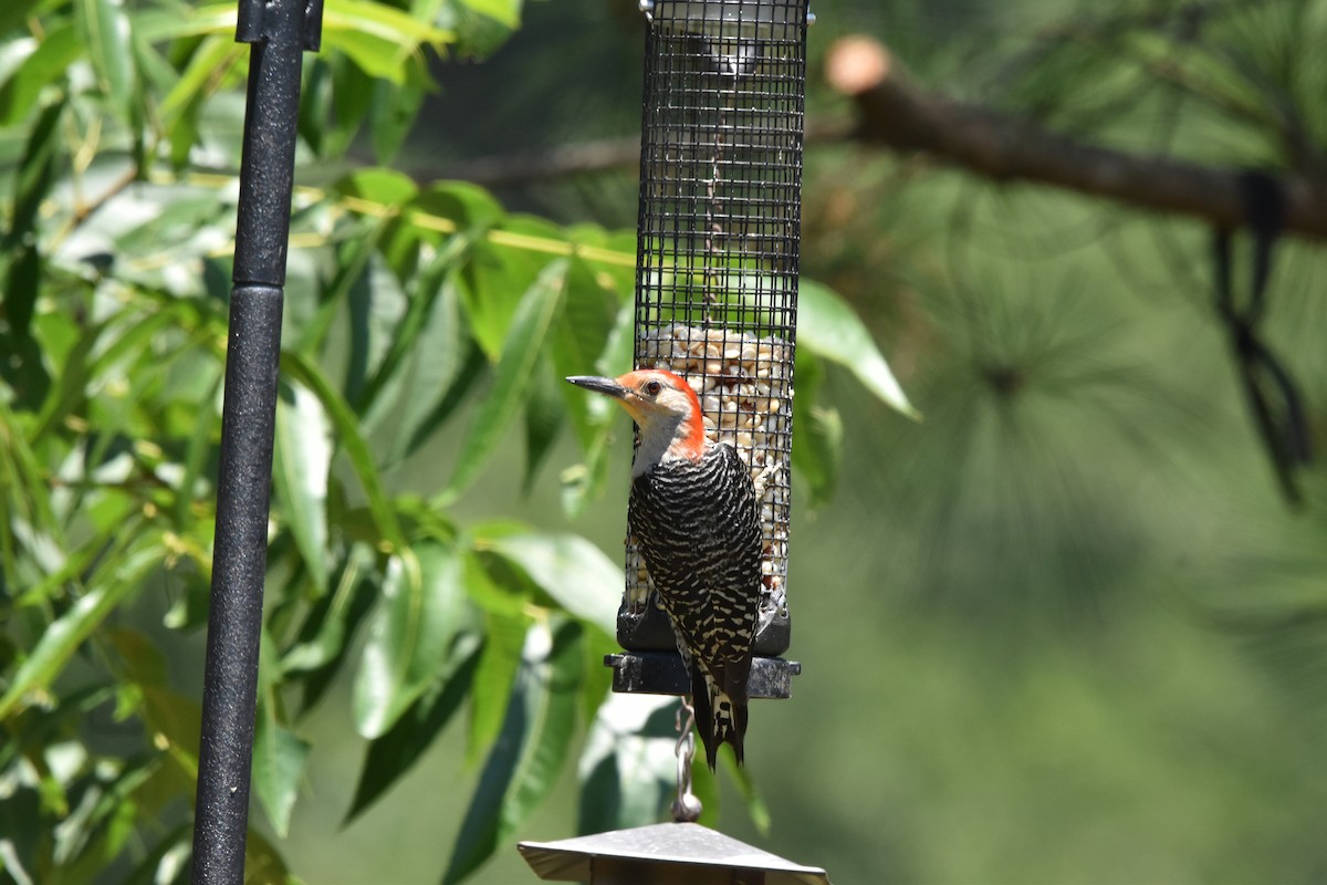 Red-bellied Woodpecker - ML620426737