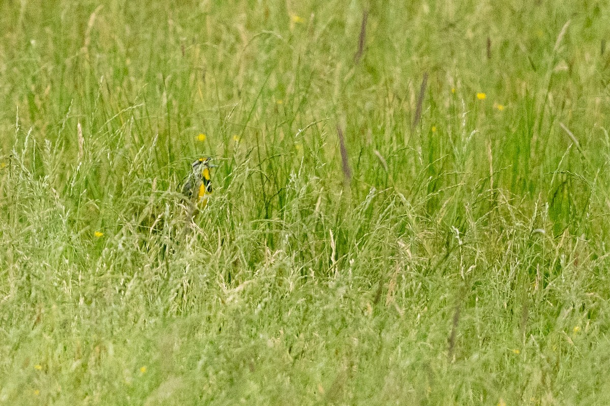 Eastern Meadowlark - ML620426740