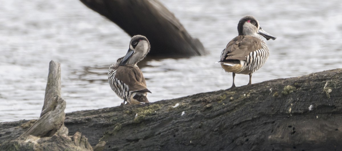 Pink-eared Duck - ML620426741